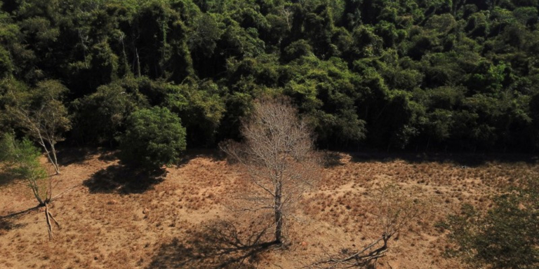 Brasil perde 15% de florestas naturais em quase 40 anos, diz MapBiomas